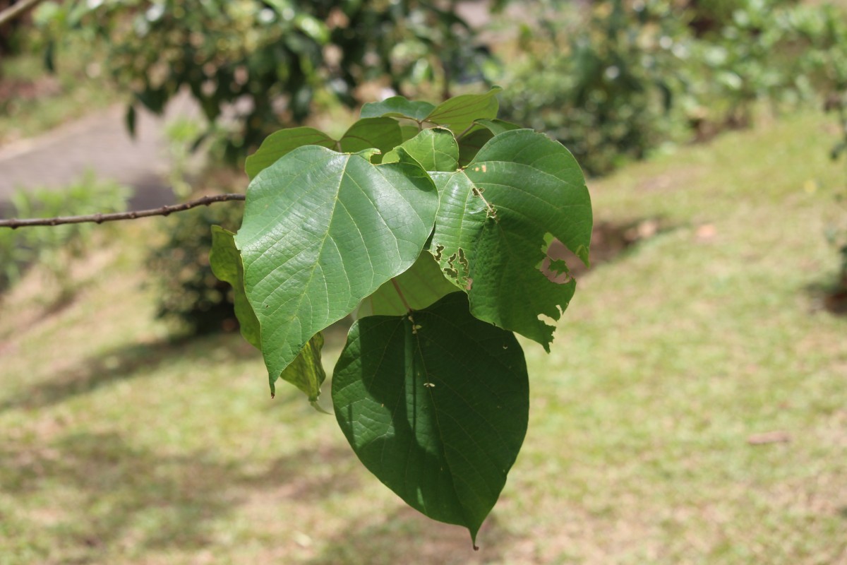 Gmelina arborea Roxb. ex Sm.